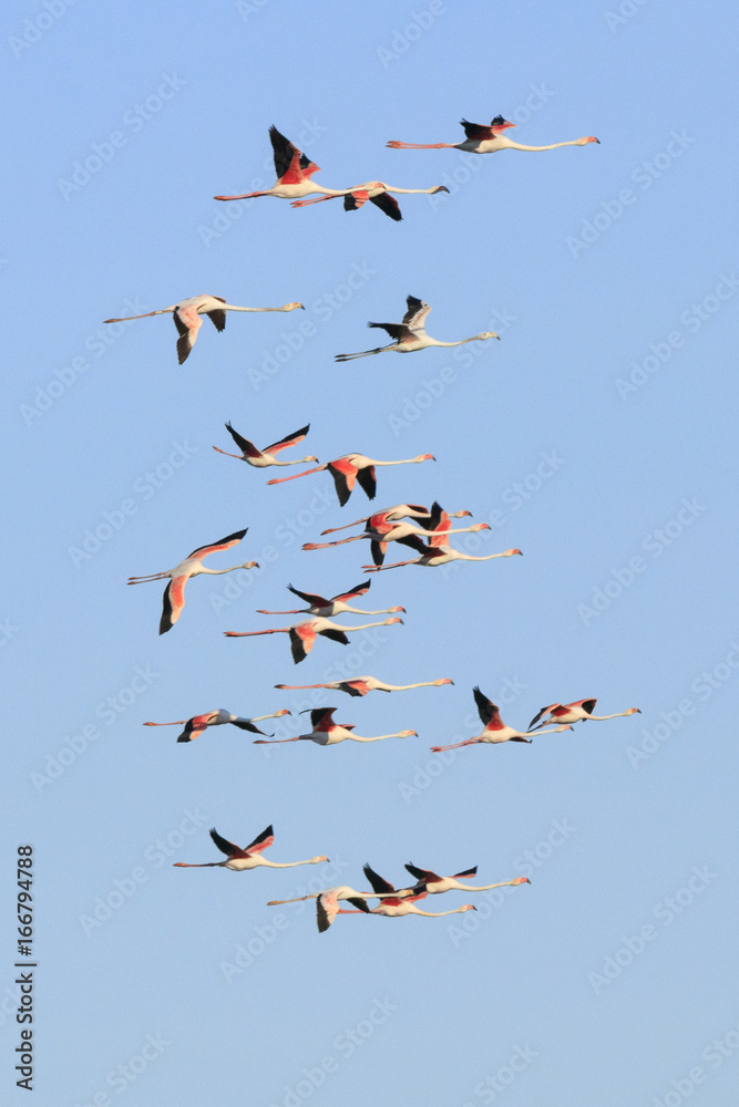 Flamingos flying in Camargue, France