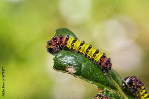 Cyclosia panthona caterpillars photo