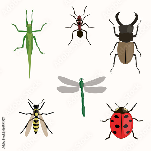 insects set. Illustration on a white background. © sillent_91