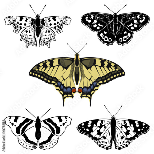 Butterfly collection - vector silhouette and color illustration