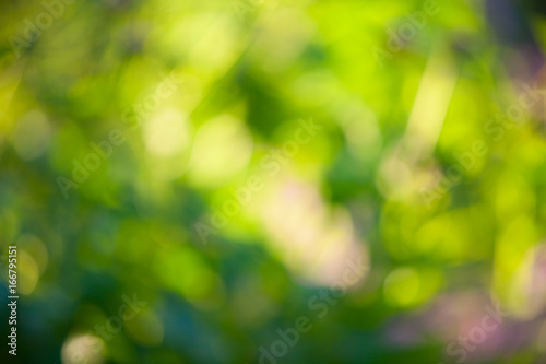 Beautiful blurred green background leaf of trees