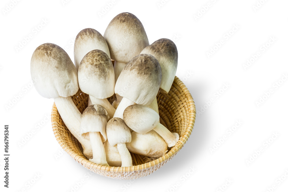 Straw mushroom (Volvariella volvacea) Stock Photo