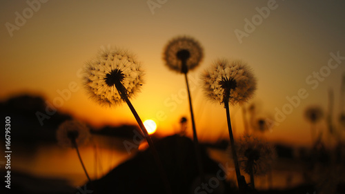blurred dandelion background