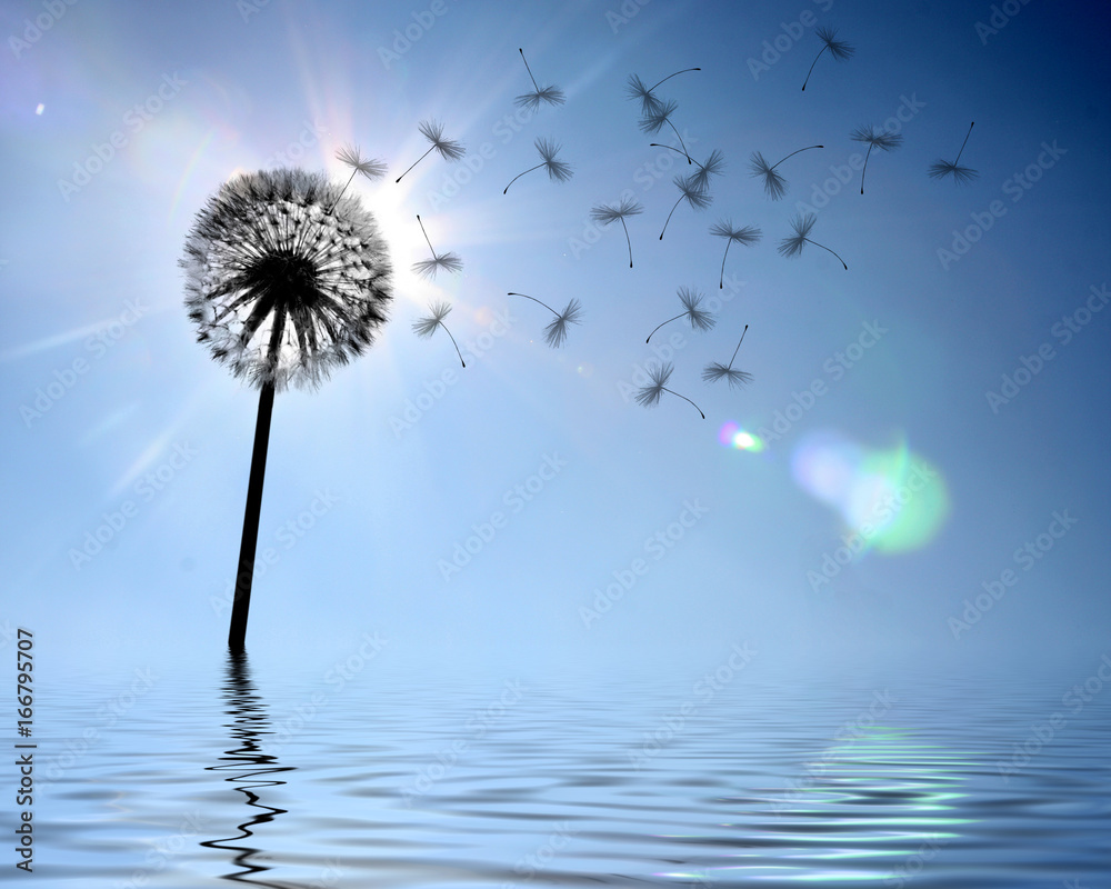 Obraz premium Schöne Pusteblume