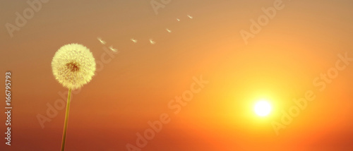 Fototapeta Naklejka Na Ścianę i Meble -  Schöne Pusteblume beim Sonnenuntergang
