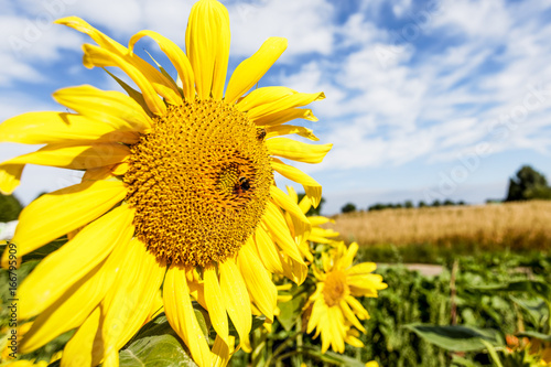 Sunflower 2