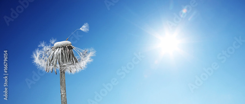 Fototapeta Naklejka Na Ścianę i Meble -  Schöne Pusteblume