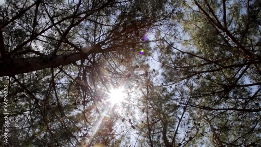 Sunlight shines through the branches in the forest Sunlight shines through the branches in the forest