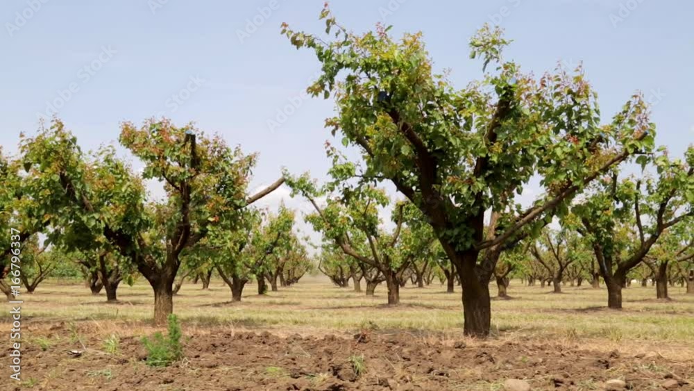 Apricot Garden Apricot Garden