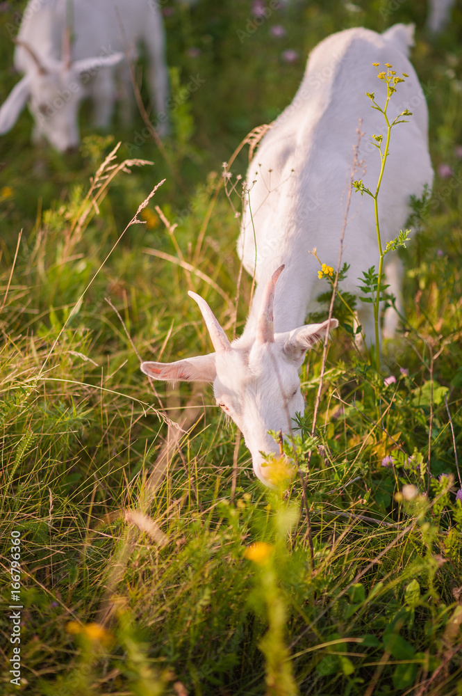 Obraz premium White, gray and black goats graze in the field. Goat close-up. How graze livestock.