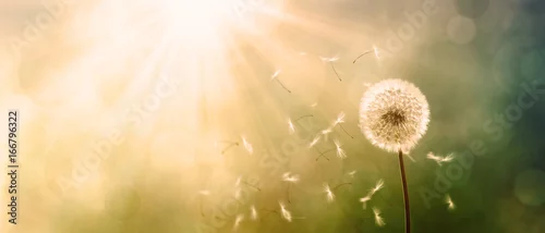 Panel kuchenny z motywem Schöne Pusteblume