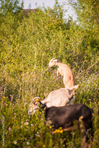 White, gray and black goats graze in the field. Goat close-up. How graze livestock.