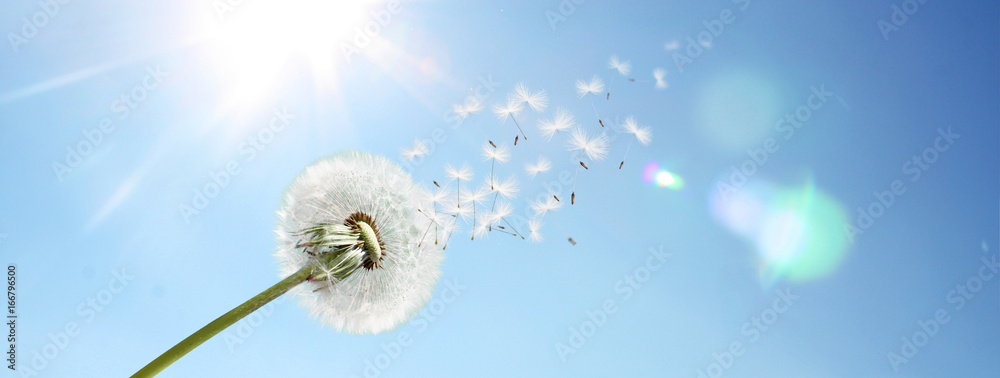 Obraz premium Schöne Pusteblume