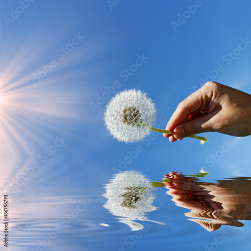 Fototapeta Naklejka Na Ścianę i Meble -  Schöne Pusteblume