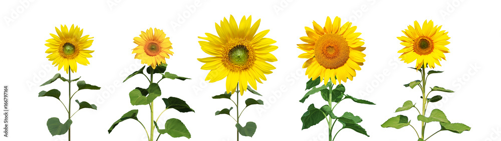 Naklejka premium Sonnenblumen auf weissem Hintergrund