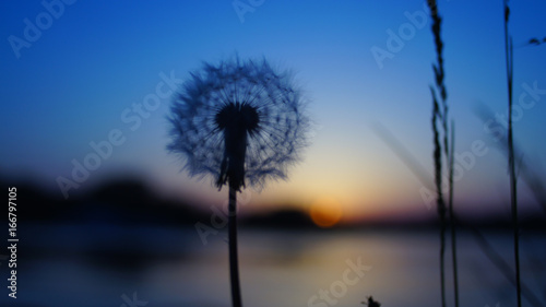 blurred dandelion background