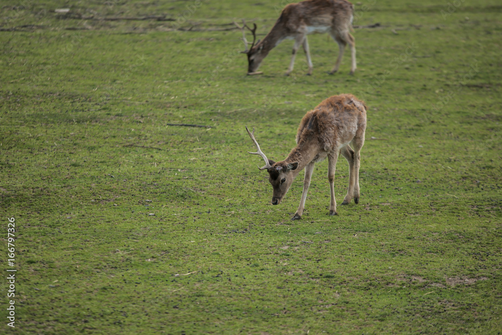 Young deer on the green field Young deer on the green field