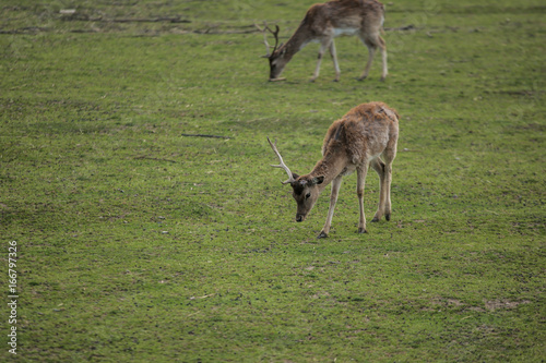 Young deer on the green field