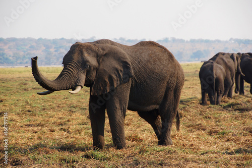 An african Elephant in Chobe NP in Botswana