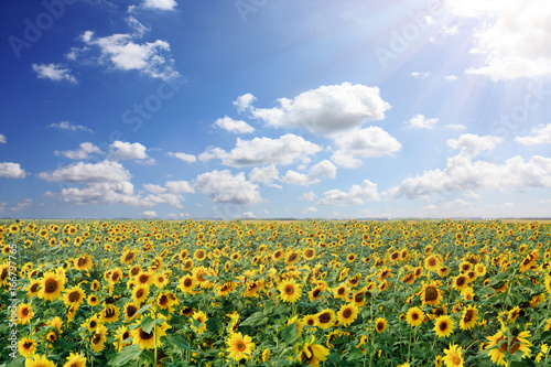 Wundersch  ne Sonnenblumen