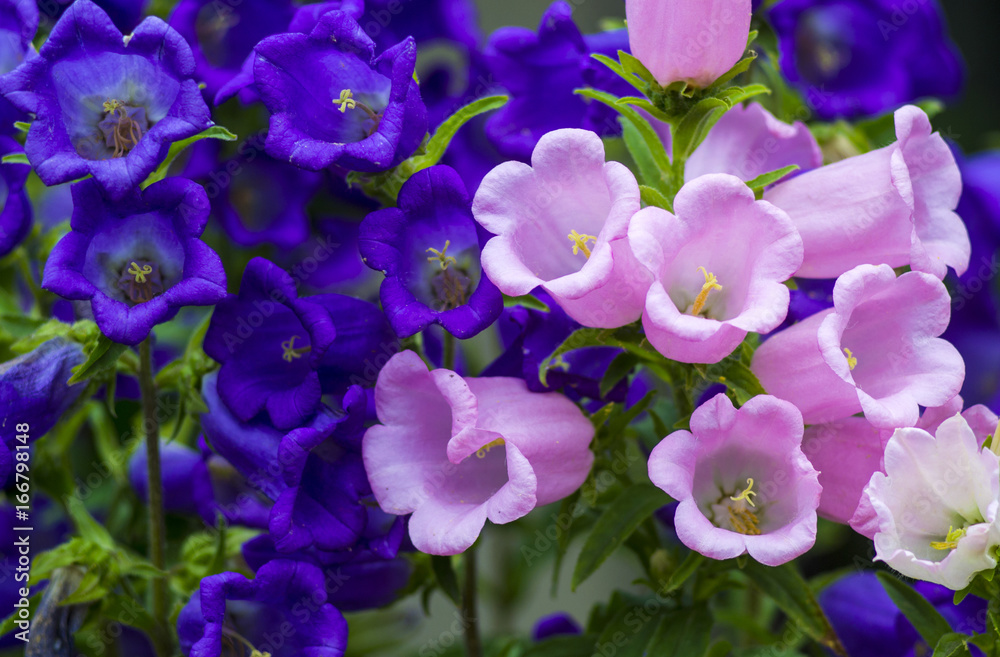 Canterbury bellflower . blue bell flower (campanula)