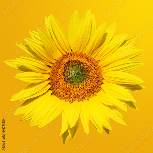 Sonnenblume auf gelbem Hintergrund