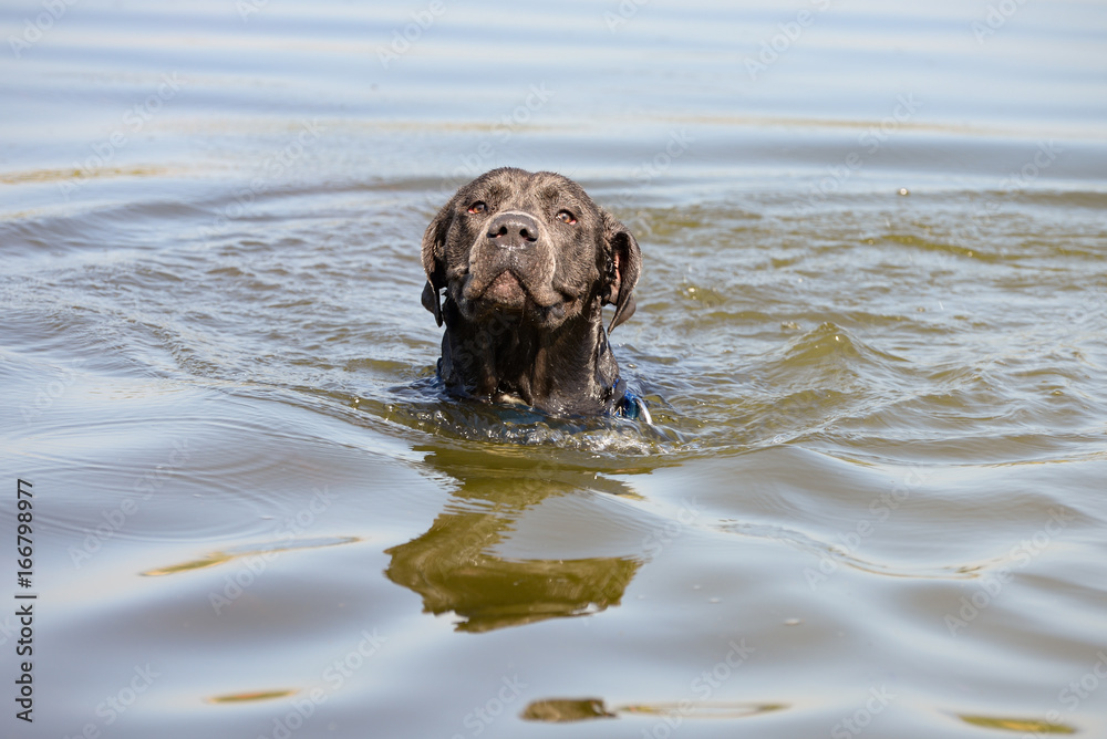 Dog swims in a a deep water Dog swims in a a deep water