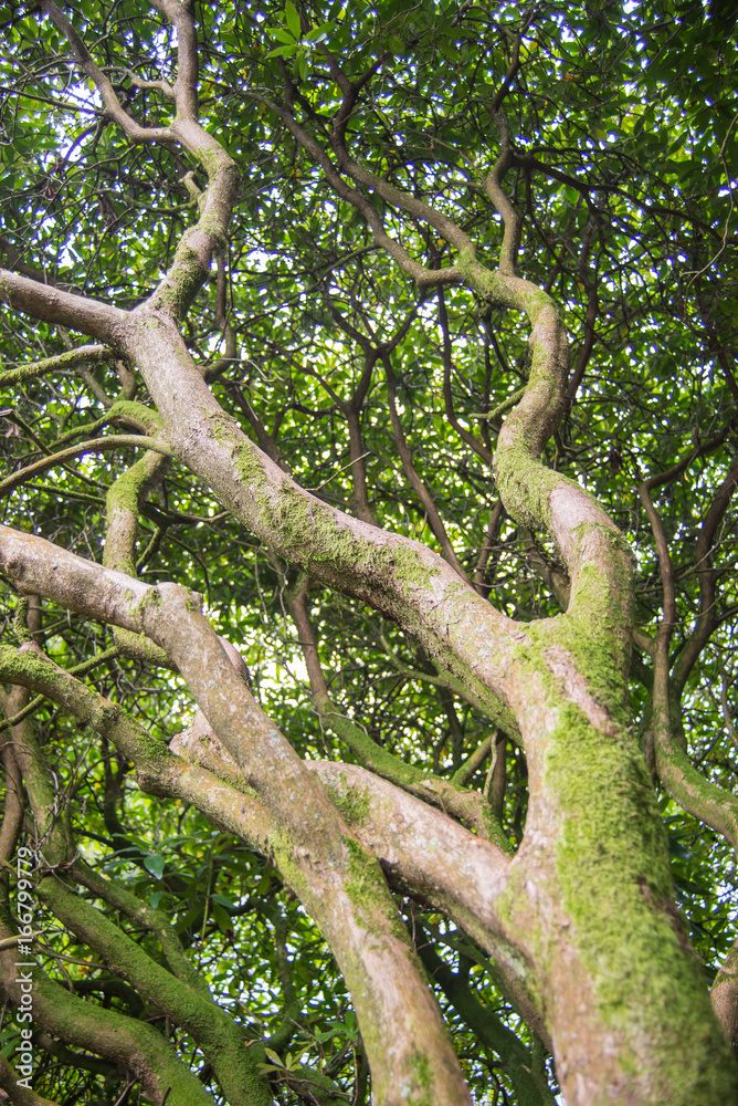 Extending branches Extending branches