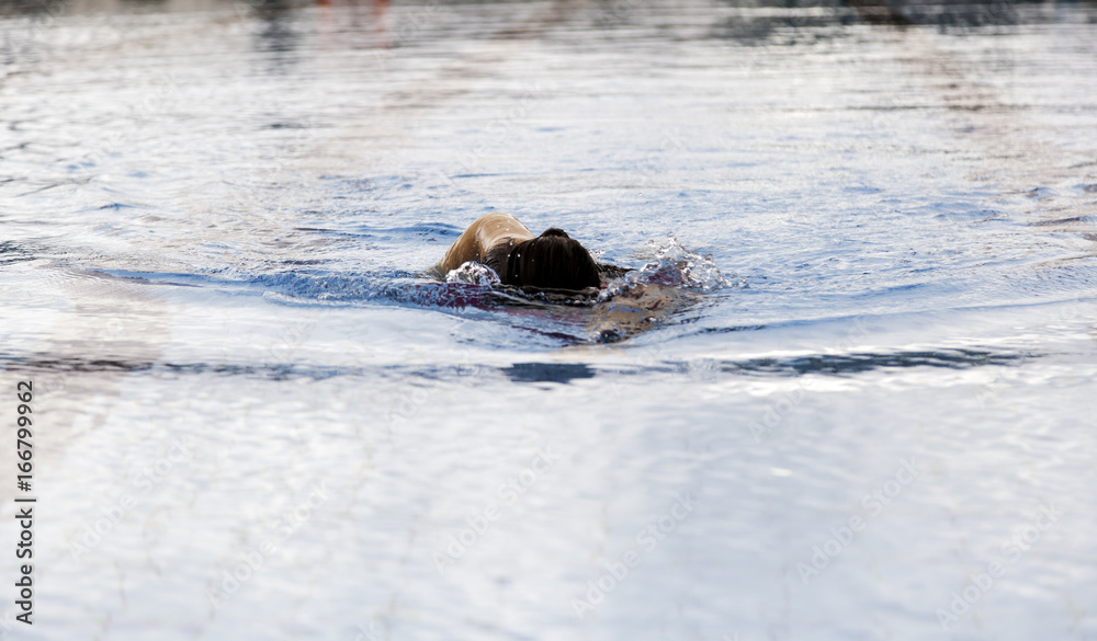 Fototapeta premium Woman swimming in pool
