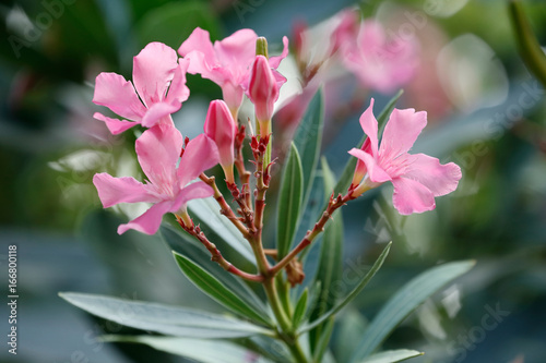 Oleander