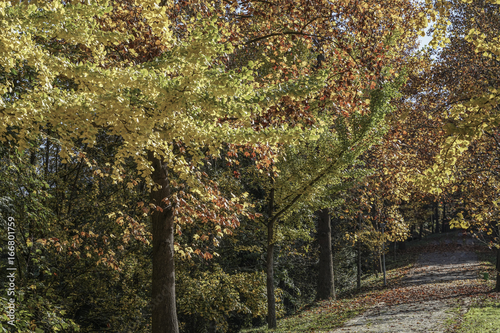 Obraz premium Trees in a park during autumn