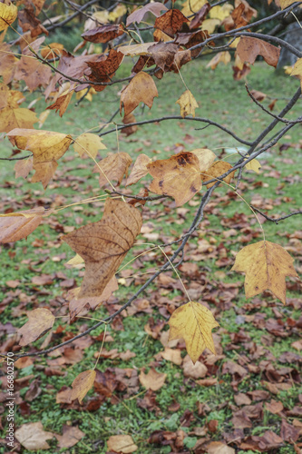 dried autumn leaves on a brach in a park