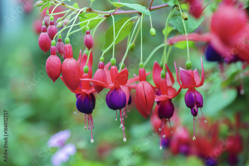 Fototapeta beautiful fuchsia flower hanging in nature