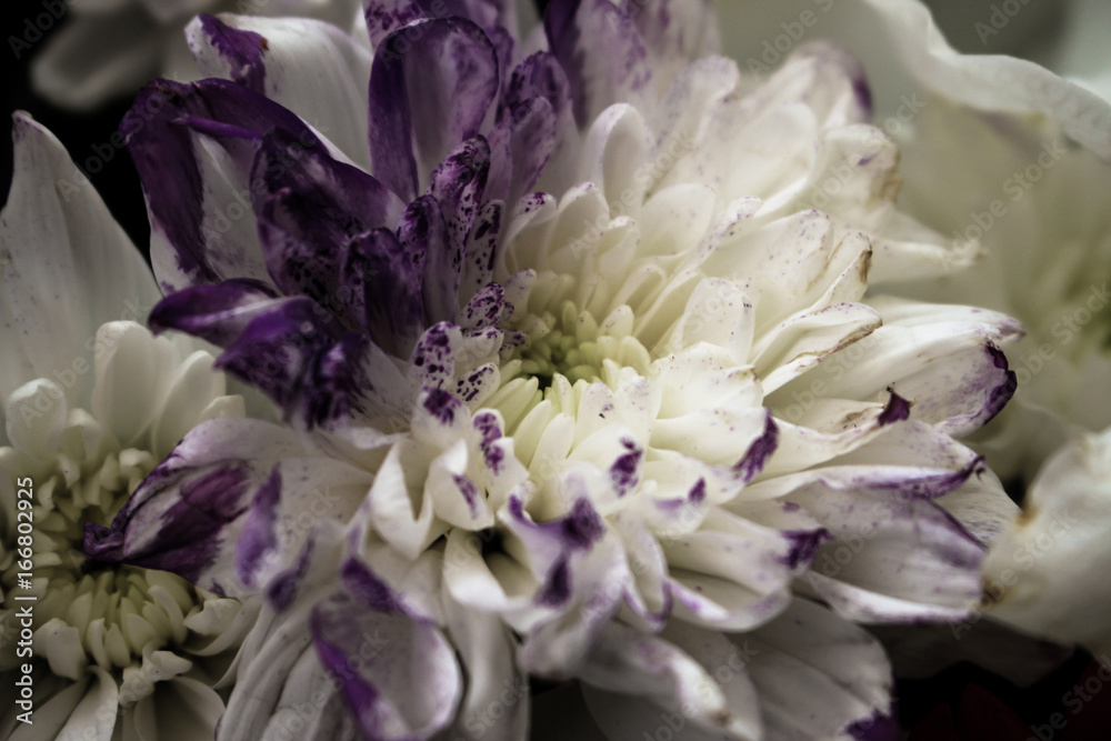 Fototapeta White and purple flowers close up