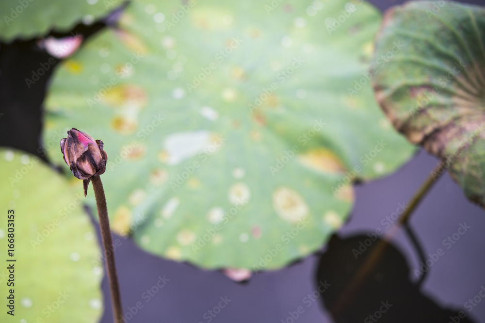 Dry lotus seeds. lotus seeds.Dried lotus.