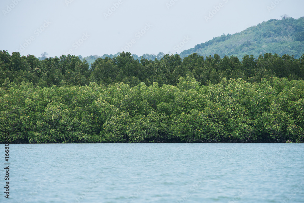 Mangove forest in Phuket,Thailand