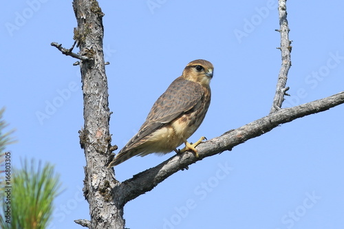 Falco columbarius. Falcon Merlin sits on the dry branches of a pine