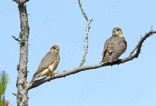 Foto Falco columbarius