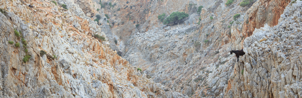 Wild goat on a rocky background - Greece, Crete island