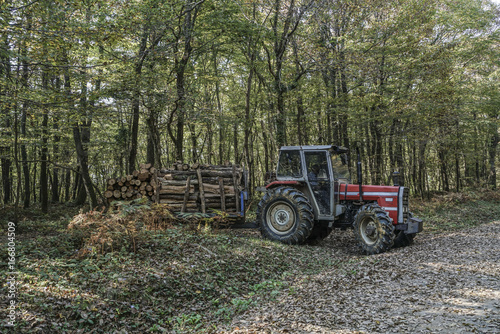 timber truck in forest during autumn