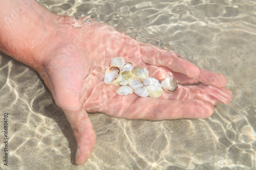 Seashells in a palm under the water