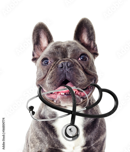 Veterinarian dog and stethoscope