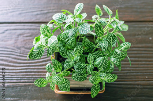 Fittonia verschaffeltii, green flower in pot on wood table and nature background