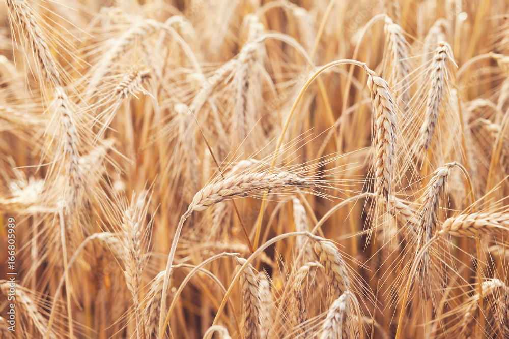 Obraz premium wheat on farm field