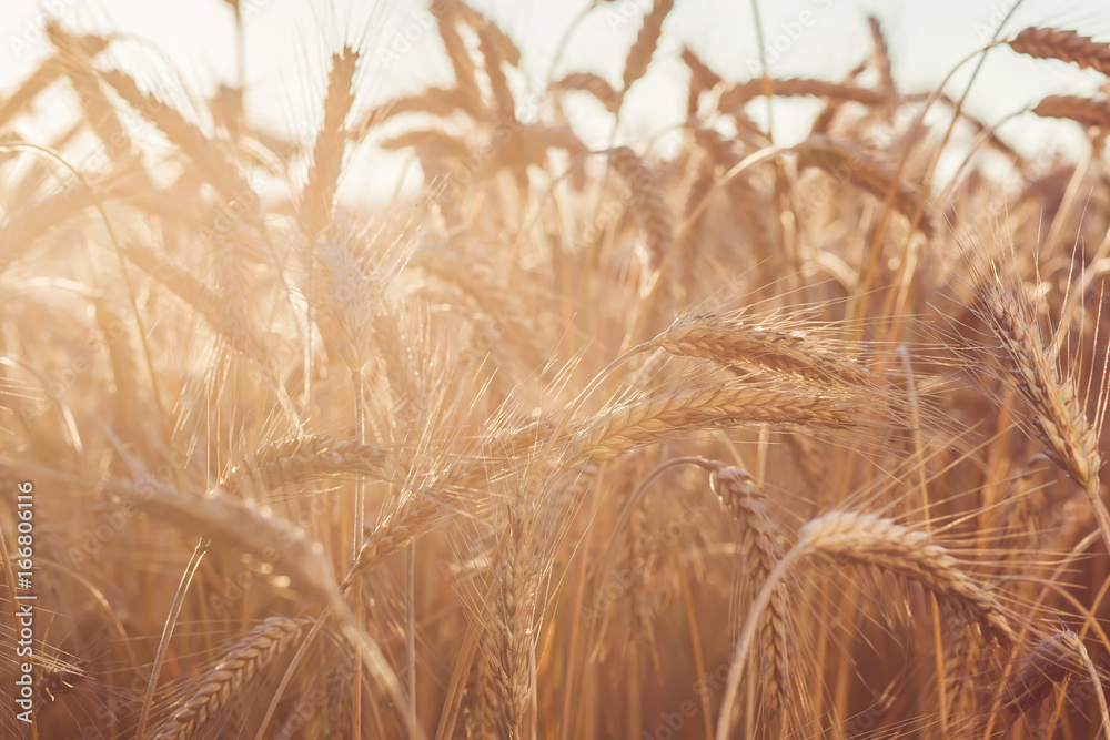 Fototapeta premium wheat on farm field