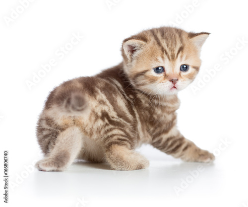 kitten or young baby cat turned to camera isolated