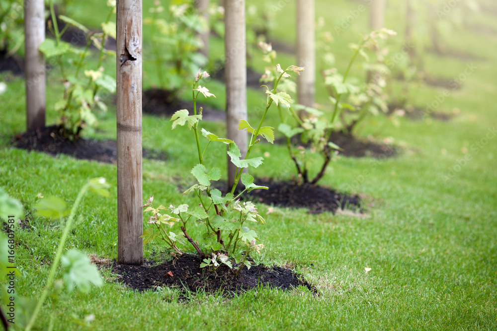 Young grape seedlings