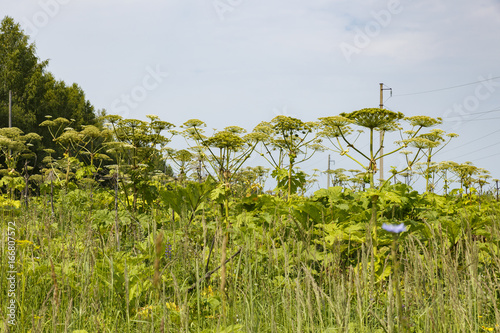 Sosnowskys hogweed, Heracleum sosnowskyi photo