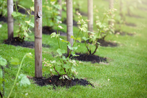 Obraz na płótnie Young grape seedlings w salonie