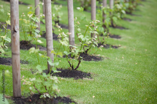 Young grape seedlings